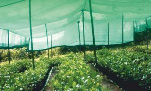 Indotex Agro Shade Net