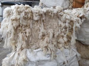 Raw wool