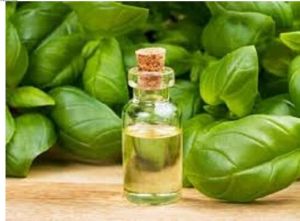 Basil Oil