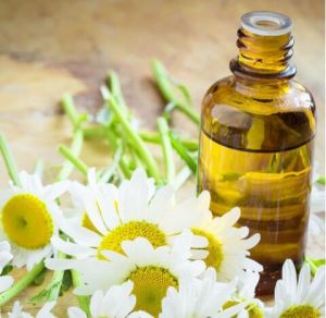 Chamomile Oil