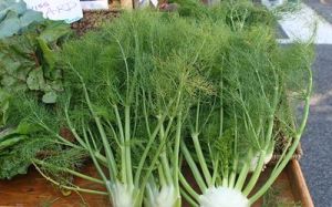 Fennel