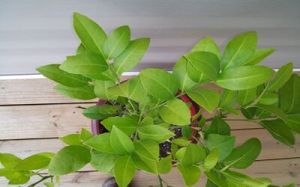 Lemon Leaves