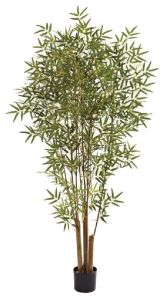Bamboo Plant
