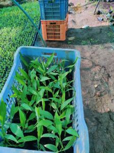 Banana Tissue Culture Plant