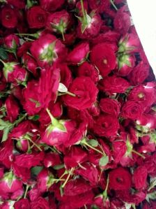 Button Rose Flower