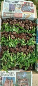 Banana Tissue Culture Plant