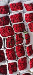 Dutch Rose Plant