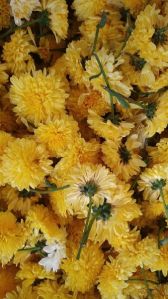 Chamanthi Flower