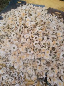 Chamanthi Flower