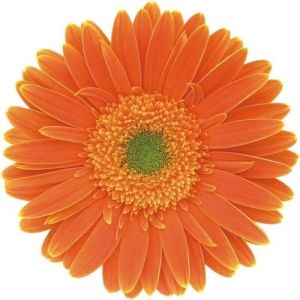 Orange Gerbera Flower