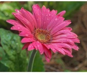 Pink Gerbera Flower