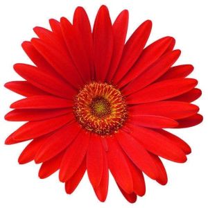 Red Gerbera Flower