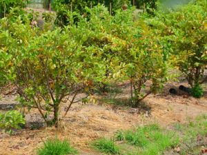 Taiwan Pink Guava Forestry Plant