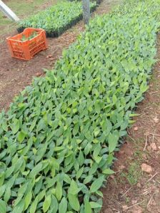 Banana Tissue Culture Plant