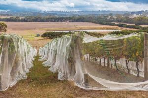 Agricultural Insect Net