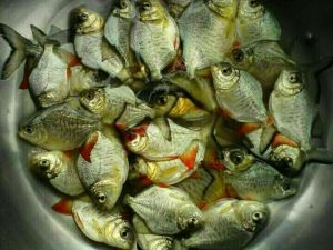 Barramundi Fish Seed