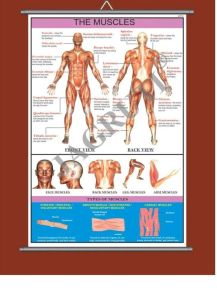 Human Physiology Charts