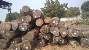 Walnut Wood Logs