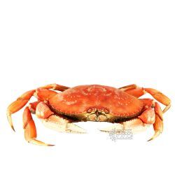 Crab