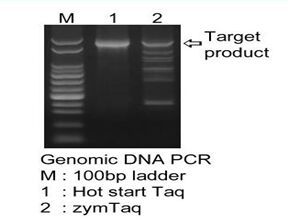 Hot Start Taq DNA Polymerase