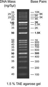 KPlus DNA Ladder