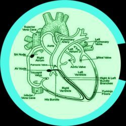 Cardiac Range Drug