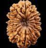 16 Mukhi Rudraksha