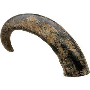 water buffalo horn