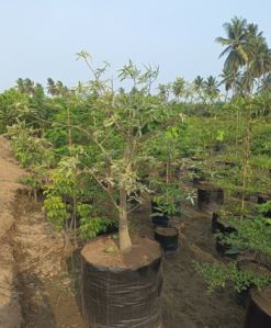 Adansonia Digitata