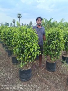 Ficus Black