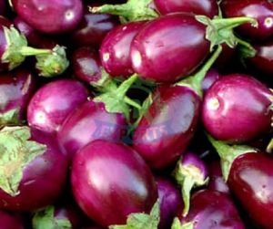 Fresh Brinjal