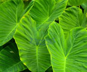 Fresh Colocasia Leaves