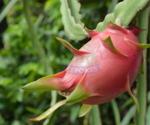 Fresh Dragon Fruit