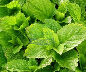 Fresh Mint Leaves