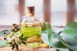 Eucalyptus Essential Oil