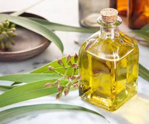 Eucalyptus Essential Oil