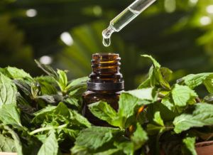 Peppermint Essential Oil