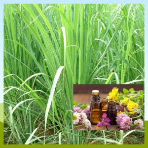 Citronella Oil