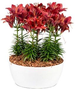 Geneva Indoor planter