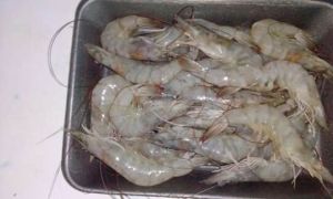 Frozen Vannamei Shrimp