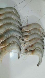 Fresh white prawn
