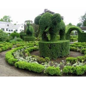 Elephant Topiary Plants