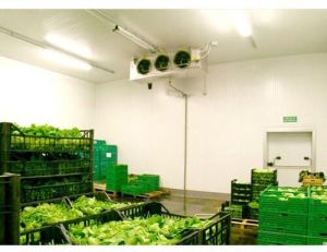 Vegetable cold storage