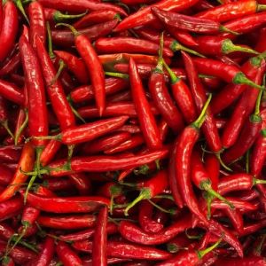 Fresh Red Chilli