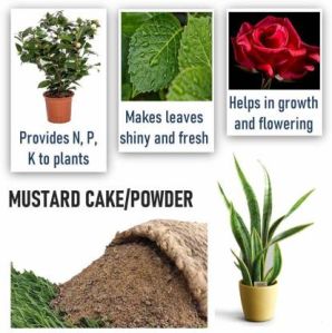 mustard cake