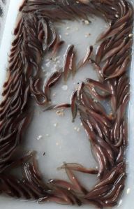 singhi fish seed