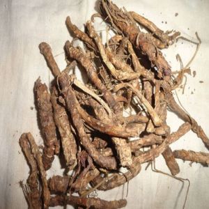 kutki root