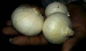 White Onion