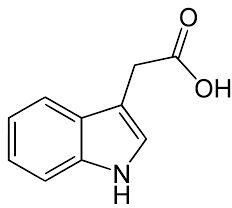 Indole-3-acetic acid