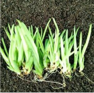 Aloe Vera Leaves